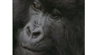 ゴリラの群れ、集落を襲撃　犠牲者多数か　ガボン