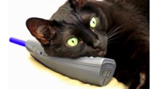 猫騙る不審電話に注意呼びかけ　警視庁