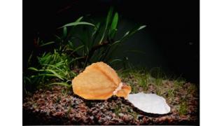 モチギンチャクの脱皮、国内で初確認　沖縄