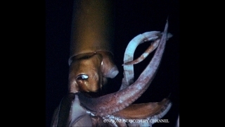 ダイオウイカ、まさかの大寝坊!?