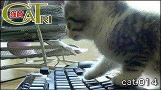 CoTri 番外編 「CaTri -猫賛-」 cat.014「OC…それはオフィスキャットw」