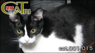 CoTri 番外編 「CaTri -猫賛-」 cat.001-015  [まとめ版]