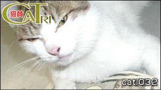 CoTri 番外編 「CaTri -猫賛-」 cat.032「お主も悪よのぉ、猫後屋･･･」