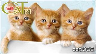 CoTri 番外編 「CaTri -猫賛-」 cat.038「カップ入り･･･」