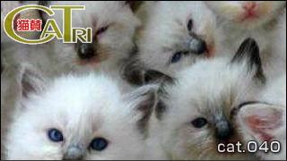 CoTri 番外編 「CaTri -猫賛-」 cat.040「いちにーさん･･･たくさんっ！」