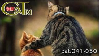 CoTri 番外編 「CaTri -猫賛-」 cat.041-050  [まとめ版]