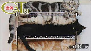 CoTri 番外編 「CaTri -猫賛-」 cat.057「猫並べ･･･並び？」