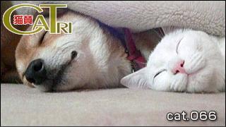CoTri 番外編 「CaTri -猫賛-」 cat.066「仲良きことは美しき哉、と。」