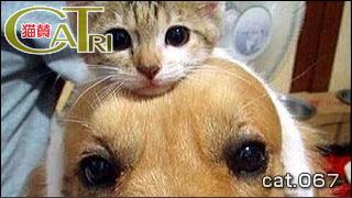 CoTri 番外編 「CaTri -猫賛-」 cat.067「そっくり！」