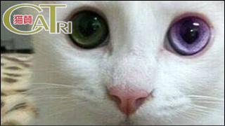 CoTri 番外編 「CaTri -猫賛-」 cat.078「めのいろかえて。」