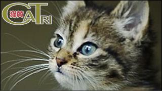 CoTri 番外編 「CaTri -猫賛-」 cat.079「新商品？」