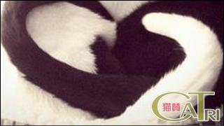 CoTri 番外編 「CaTri -猫賛-」 cat.085「ラブラブ。」