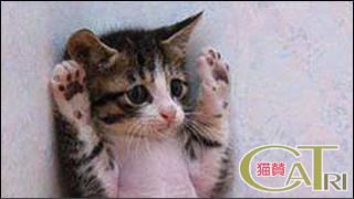 CoTri 番外編 「CaTri -猫賛-」 cat.088「たすけて！！！」