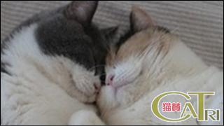 CoTri 番外編 「CaTri -猫賛-」 cat.090「春眠暁を覚えず。」