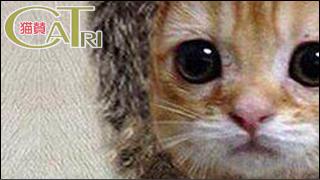 CoTri 番外編 「CaTri -猫賛-」 cat.092「すみません！！！」