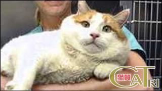 CoTri 番外編 「CaTri -猫賛-」 cat.093「自由に生きてます」