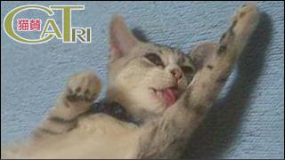 CoTri 番外編 「CaTri -猫賛-」 cat.094「俺より強い奴に会いに行くにゃ」