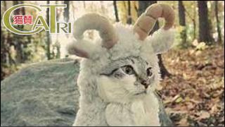 CoTri 番外編 「CaTri -猫賛-」 cat.089-094【まとめ版】