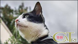 CoTri 番外編 「CaTri -猫賛-」 cat.095「せいぎのみかたはアテににゃらにゃい」