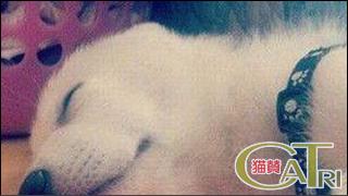 CoTri 番外編 「CaTri -猫賛-」 cat.097「お気に入りのおもちゃ -さらに番外編-」