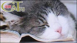 CoTri 番外編 「CaTri -猫賛-」 cat.098「がんばりましょう」