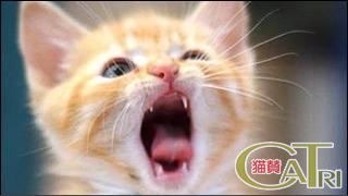 CoTri 番外編 「CaTri -猫賛-」 cat.100「ほんまですかーーー！」