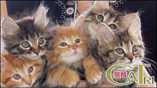 CoTri 番外編 「CaTri -猫賛-」 cat.099「みんななかよし」