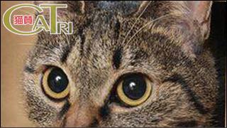 CoTri 番外編 「CaTri -猫賛-」 cat.095-100【まとめ版】