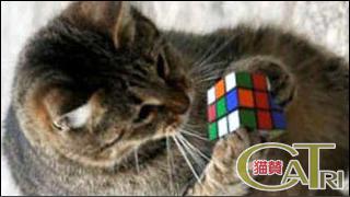 CoTri 番外編 「CaTri -猫賛-」 cat.101「ふしぎなもの」