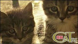 CoTri 番外編 「CaTri -猫賛-」 cat.103「さいきょうのふたり？？」