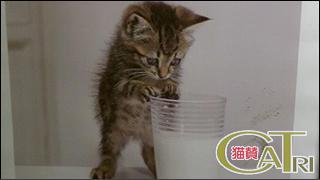 CoTri 番外編 「CaTri -猫賛-」 cat.113-118【まとめ版】