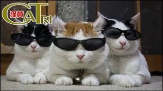 CaTri -猫賛- 「はーどぼいるど・きゃっと！」