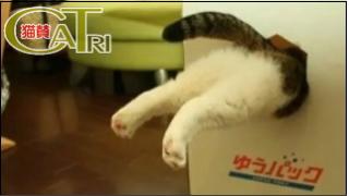 CaTri -猫賛- 「業務用の気がするww」