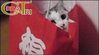 CaTri -猫賛- 「福を呼んでくれてるのかもしんないw」