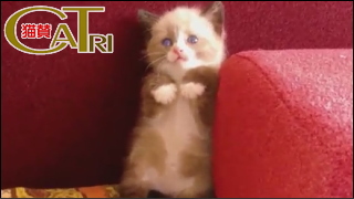 【日本もふもふ教団】何かと戦うぬこたちの動画w ＠１０