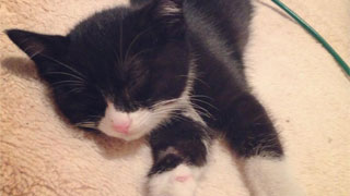 【声優イイ話】相沢舞さんのヒザの上で眠るネコ