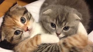 【16本無料】有料ブロマガを期間限定で無料公開『週刊ブロマガ』9月20日号ーー生放送紹介はじめました