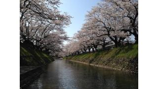 解説テキスト《記念コラム》桜が咲いたから、不安と緊張を減らしてしまおう！