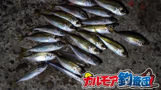 【レポート】カルモア釣査団　誰でも楽しめるアジのサビキ釣り！