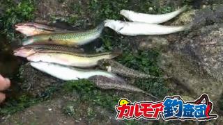 【ｶﾙﾓｱ釣査団】東京湾の無人島 猿島で磯釣り！