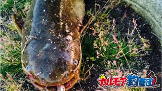 日中のナマズ釣り！その名もデイナマ（トップウォーターゲーム）