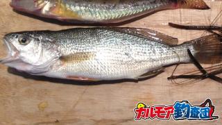 【カルモア釣査団】岸から釣る江戸前の高級魚イシモチ！