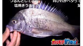 【カルモア釣査団】マイクロテンヤを使ったクロダイ釣り！