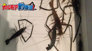 釣り初心者でもできる江戸前のテナガエビ釣り！