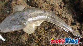 キスから始まるわらしべ長者釣り