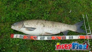 超大物釣り 中国四大家魚 其ﾉ弐 ソウギョ