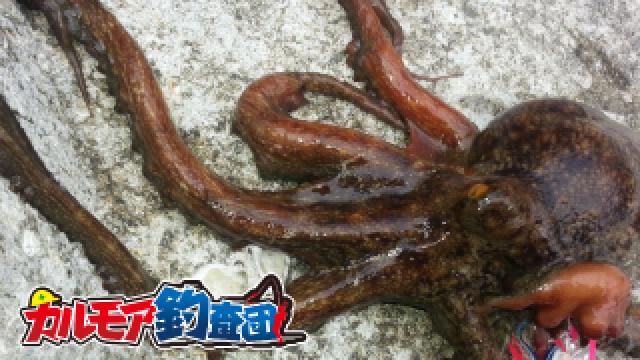 無脊椎動物一の秀才　タコ釣り実況