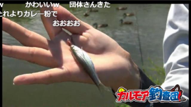 淡水小物釣り実況 爆釣間違いなし!?　クチボソやモロコが釣れた