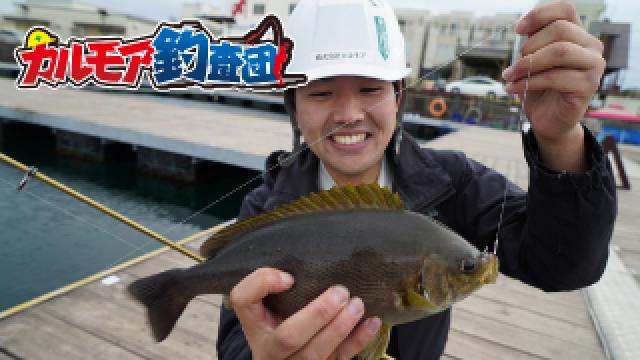夜の堤防でイサキを狙う！ウキフカセ釣りに挑戦