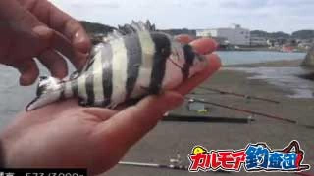 秋の大収穫祭！堤防で漁獲高3kgを目指す